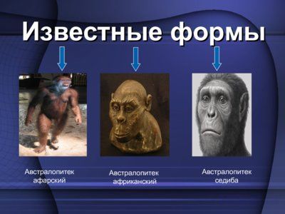 Презентация австралопитек - слайд 8 8 слайд презентации австралопитек