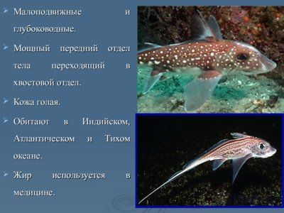 Презентация класс хрящевые рыбы - слайд 9 9 слайд презентации класс хрящевые рыбы