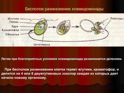 Презентация водоросли - слайд 5 5 слайд презентации водоросли