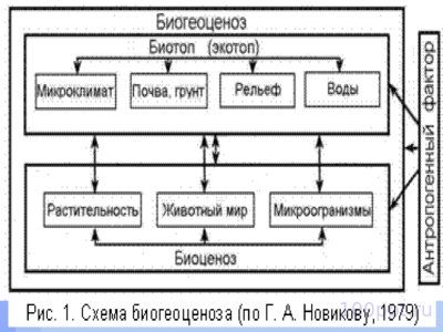 Презентация структура экосистемы - слайд 4 4 слайд презентации структура экосистемы