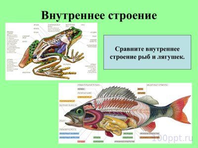 Презентация внутреннее строение лягушки - слайд 1 1 слайд презентации внутреннее строение лягушки