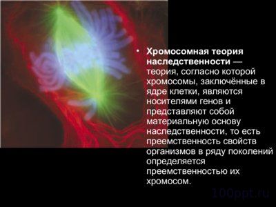 Презентация цитологические основы наследственности - слайд 12 12 слайд презентации цитологические основы наследственности
