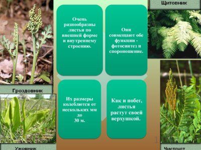 Презентация папоротники, плавуны и хвощи - слайд 10 10 слайд презентации папоротники, плавуны и хвощи