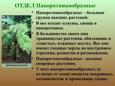 Презентация папоротники, плавуны и хвощи - слайд 1 1 слайд презентации папоротники, плавуны и хвощи