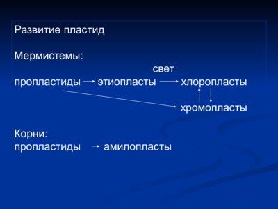 Презентация нехромосомная (внеядерная) наследственность - слайд 7 7 слайд презентации нехромосомная (внеядерная) наследственность