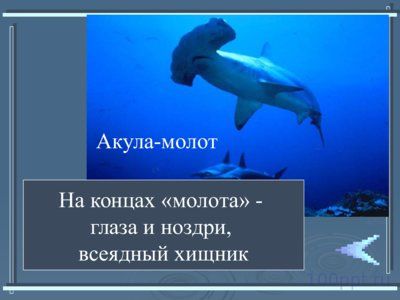 Презентация класс хрящевые рыбы - слайд 7 7 слайд презентации класс хрящевые рыбы