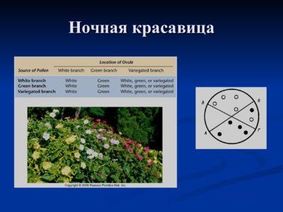 Презентация нехромосомная (внеядерная) наследственность - слайд 4 4 слайд презентации нехромосомная (внеядерная) наследственность