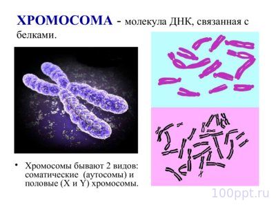 Презентация морфология хромосом - слайд 3 3 слайд презентации морфология хромосом
