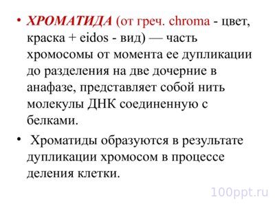 Презентация морфология хромосом - слайд 7 7 слайд презентации морфология хромосом