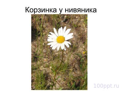 Презентация морфология растений - слайд 12 12 слайд презентации морфология растений