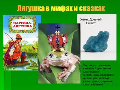 Презентация шпорцевые лягушки - слайд 10 10 слайд презентации шпорцевые лягушки