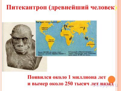Презентация питекантроп - слайд 1 1 слайд презентации питекантроп