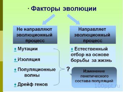Презентация эволюционное учение - слайд 11 11 слайд презентации эволюционное учение