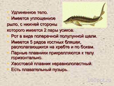 Презентация класс костные рыбы - слайд 3 3 слайд презентации класс костные рыбы