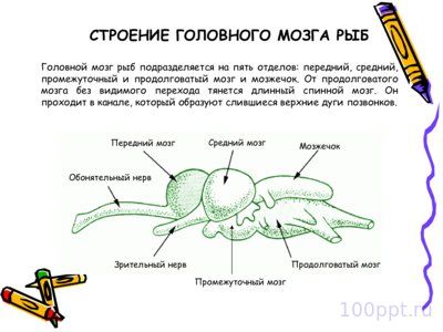 Презентация класс рыбы - слайд 6 6 слайд презентации класс рыбы