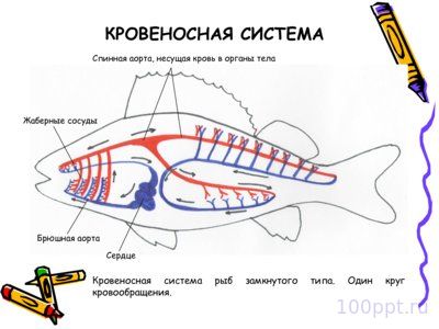 Презентация класс рыбы - слайд 8 8 слайд презентации класс рыбы