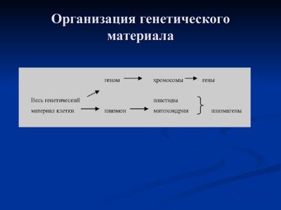 Презентация нехромосомная (внеядерная) наследственность - слайд 1 1 слайд презентации нехромосомная (внеядерная) наследственность
