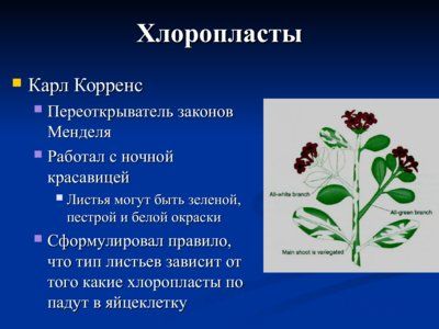 Презентация нехромосомная (внеядерная) наследственность - слайд 3 3 слайд презентации нехромосомная (внеядерная) наследственность