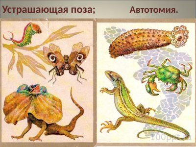 Презентация совместная жизнь видов в биогеоценозе - слайд 7 7 слайд презентации совместная жизнь видов в биогеоценозе