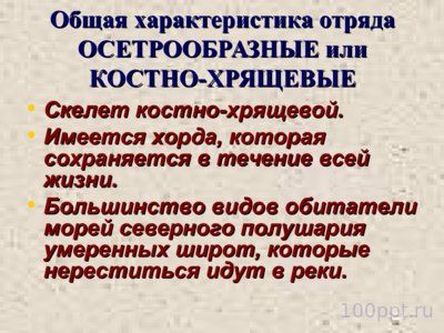 Презентация класс костные рыбы - слайд 2 2 слайд презентации класс костные рыбы