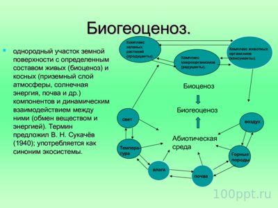 Презентацию Тропические Леса