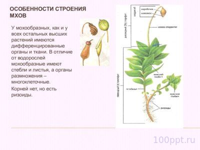 Презентация жизненный цикл мха Фунария - слайд 3 3 слайд презентации жизненный цикл мха Фунария