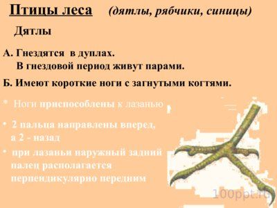 Презентация многообразие птиц - слайд 1 1 слайд презентации многообразие птиц