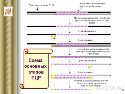 Презентация патология наследственности - слайд 9 9 слайд презентации патология наследственности
