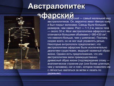 Презентация австралопитек - слайд 9 9 слайд презентации австралопитек