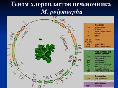 Презентация нехромосомная (внеядерная) наследственность - слайд 9 9 слайд презентации нехромосомная (внеядерная) наследственность