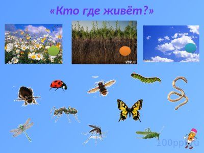 Презентация таинственный мир насекомых - слайд 11 11 слайд презентации таинственный мир насекомых