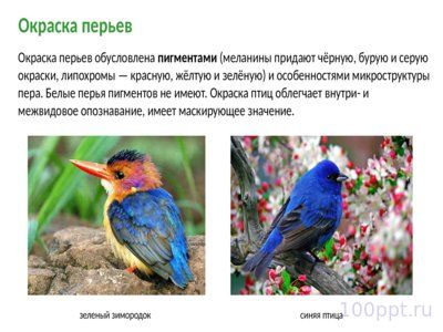 Презентация класс птицы - слайд 6 6 слайд презентации класс птицы