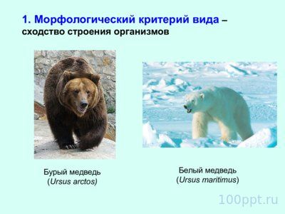 Презентация вид и видообразование - слайд 3 3 слайд презентации вид и видообразование