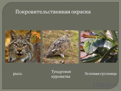 Презентация эволюционное учение - слайд 6 6 слайд презентации эволюционное учение