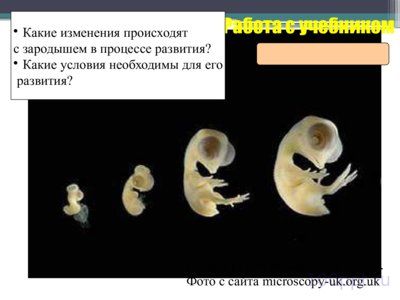 Презентация размножение и развитие птиц - слайд 6 6 слайд презентации размножение и развитие птиц