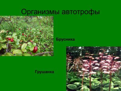 Презентация биогеоценоз лиственного леса - слайд 2 2 слайд презентации биогеоценоз лиственного леса