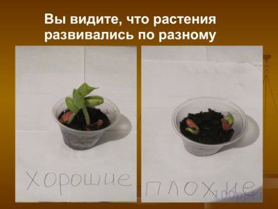 Презентация влияние ненормативной лексики на наследственность - слайд 12 12 слайд презентации влияние ненормативной лексики на наследственность
