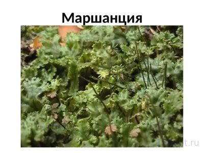 Презентация отдел моховидные - слайд 5 5 слайд презентации отдел моховидные