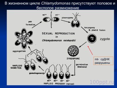 Презентация нехромосомная (внеядерная) наследственность - слайд 8 8 слайд презентации нехромосомная (внеядерная) наследственность