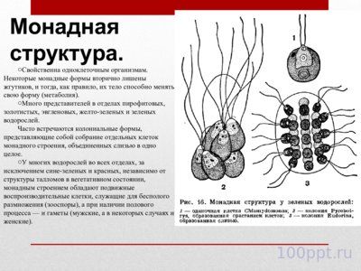 Презентация жизненные формы водорослей - слайд 4 4 слайд презентации жизненные формы водорослей