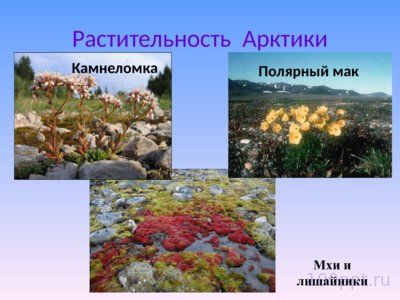 Презентация природные зоны России - слайд 4 4 слайд презентации природные зоны России