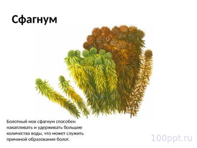 Презентация отдел моховидные - слайд 8 8 слайд презентации отдел моховидные