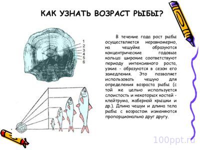 Презентация класс рыбы - слайд 3 3 слайд презентации класс рыбы