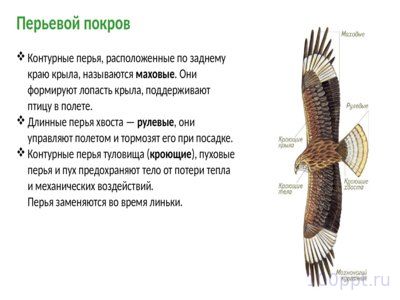 Презентация класс птицы - слайд 5 5 слайд презентации класс птицы