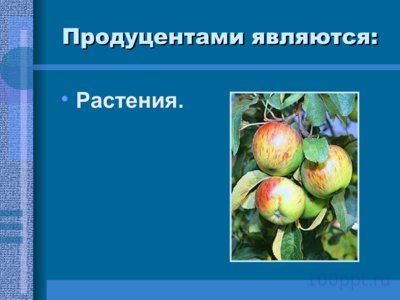 Презентация пищевые связи в биогеоценозах - слайд 6 6 слайд презентации пищевые связи в биогеоценозах
