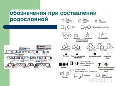Презентация история генетики в датах - слайд 10 10 слайд презентации история генетики в датах