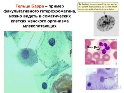 Презентация морфология хромосом - слайд 9 9 слайд презентации морфология хромосом