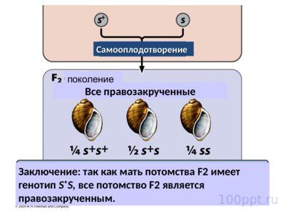 Презентация хромосомное и цитоплазматическое наследование - слайд 10 10 слайд презентации хромосомное и цитоплазматическое наследование
