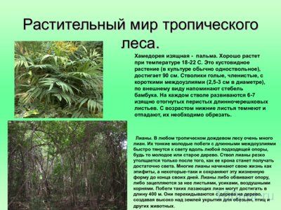 Презентация биогеоценоз влажного тропического леса - слайд 7 7 слайд презентации биогеоценоз влажного тропического леса