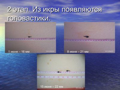 Презентация из головастика в лягушку - слайд 5 5 слайд презентации из головастика в лягушку